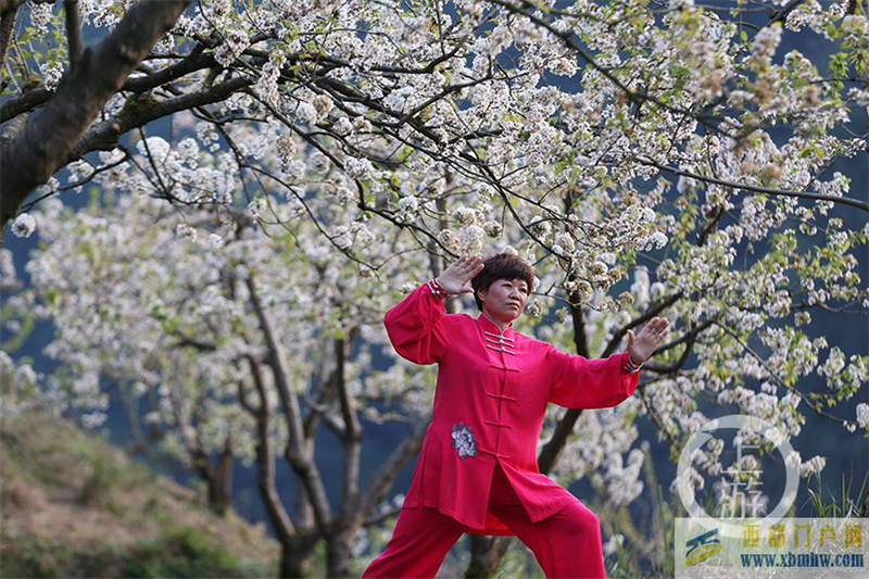 重慶黔江：“拳”動櫻桃花(圖4)