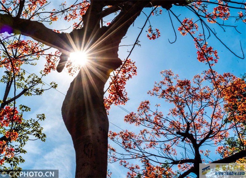 四川攀枝花：鳳凰花開紅似火(圖1)