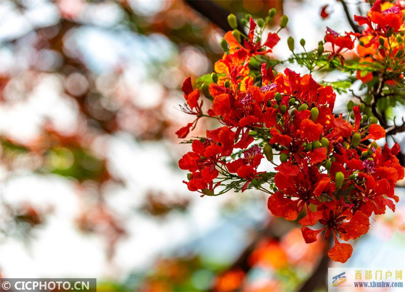 四川攀枝花：鳳凰花開紅似火(圖3)