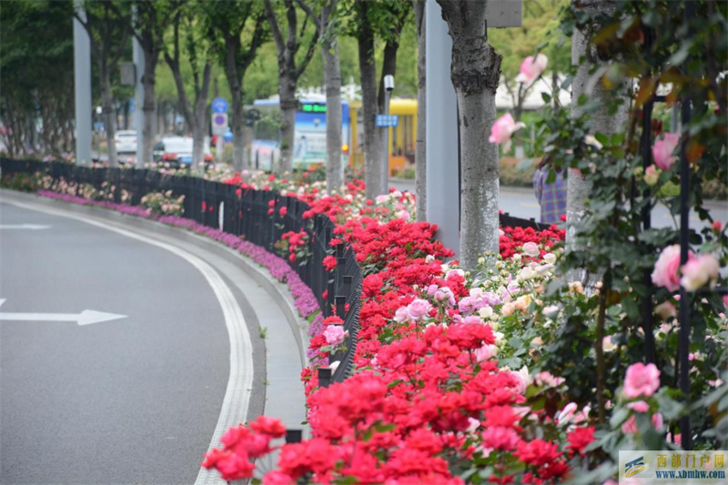 一路花香,江北“月季大道”已如約上線(圖1) 一路花香,江北“月季大道”已如約上線(圖1)