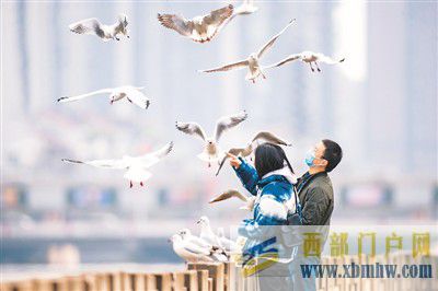 冬季到德陽來看鳥(圖1) 冬季到德陽來看鳥(圖1)