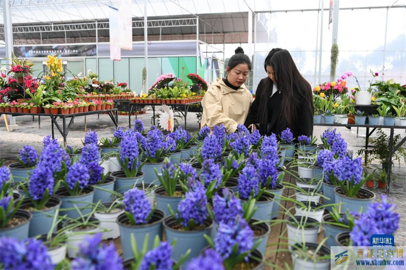 重慶渝北:現代農林產業園顯效益(圖1) 重慶渝北:現代農林產業園顯效益(圖1)
