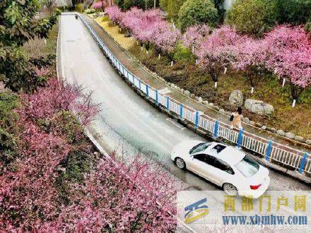 渝北開啟賞花模式(圖3)