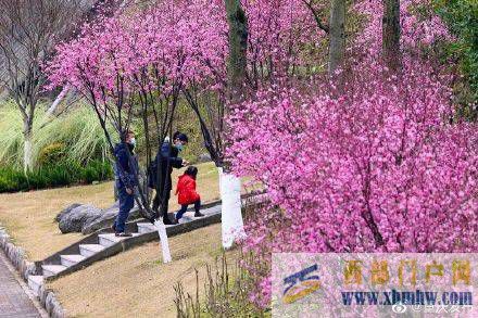 渝北開啟賞花模式(圖6)