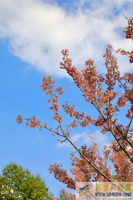 渝北開啟賞花模式(圖7)