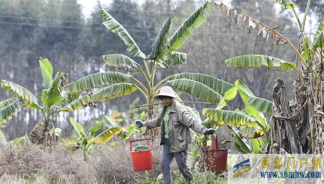廣西貴港:抓緊農時備春耕(圖1) 廣西貴港:抓緊農時備春耕(圖1)
