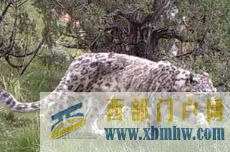 金錢豹現(xiàn)身玉樹囊謙(圖1) 金錢豹現(xiàn)身玉樹囊謙(圖1)