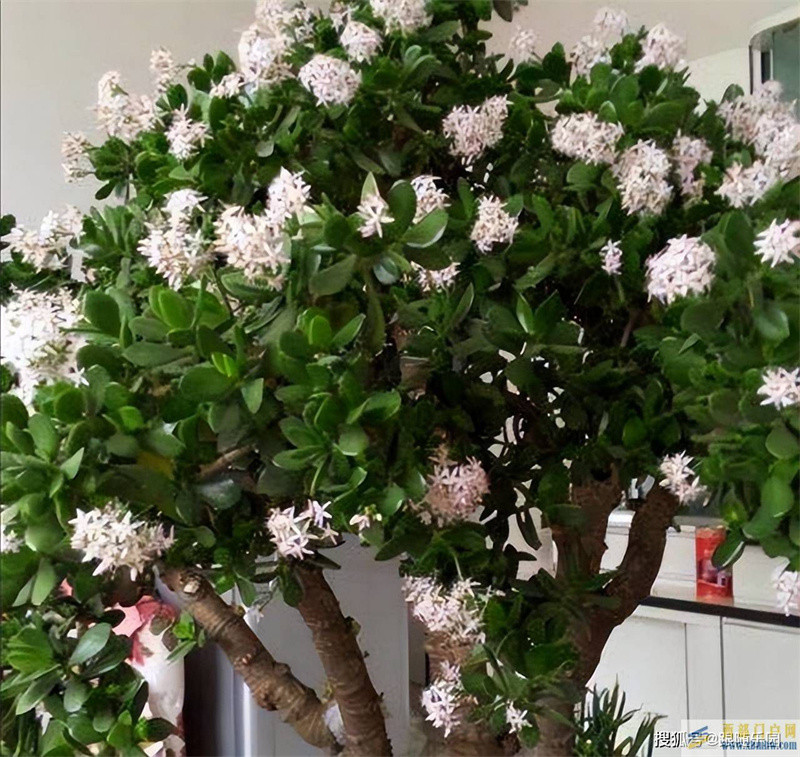 張大爺養的玉樹，一棵玉樹養23年，“玉樹王”都快成精了！驚艷不(圖1)