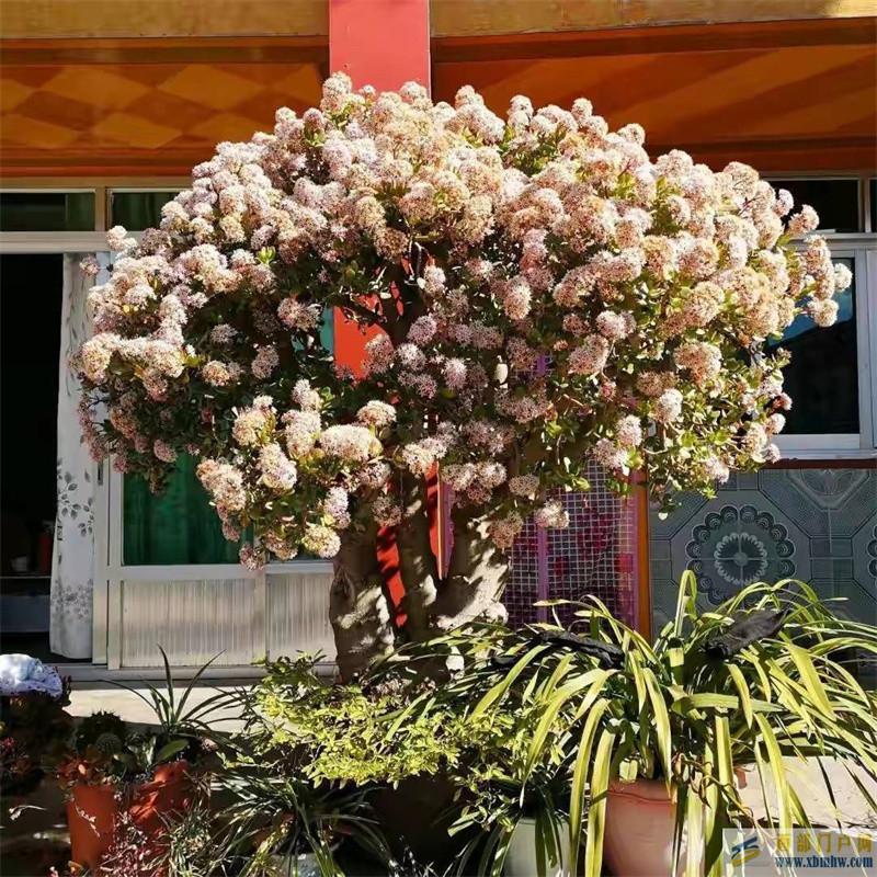 “玉樹瓊花”原來真的存在，快來看看我家開花的玉樹，見者有福(圖1)