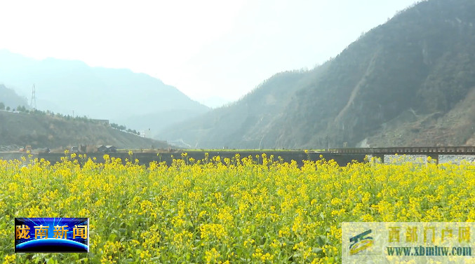 隴南:油菜花開春意濃(圖1) 隴南:油菜花開春意濃(圖1)