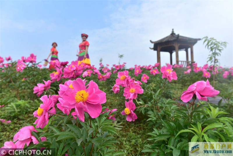 四川內江：芍藥花開游客來(圖3)