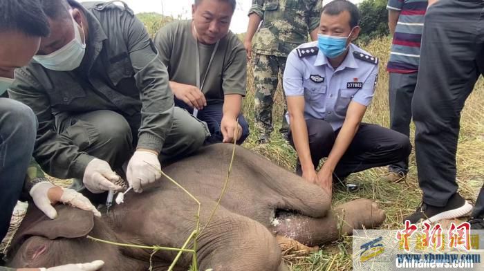 云南西雙版納救助受傷“象寶寶”(圖1) 云南西雙版納救助受傷“象寶寶”(圖1)