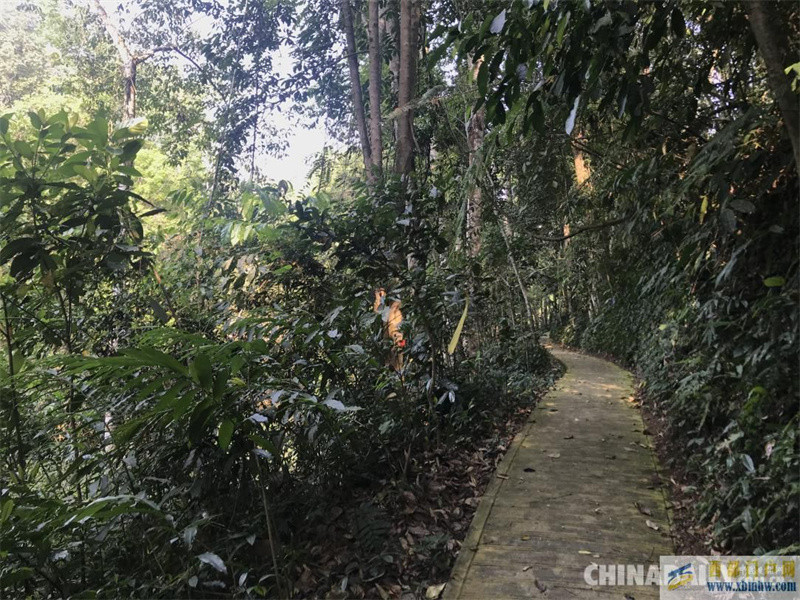 走進中國科學院西雙版納熱帶植物園(圖3) 走進中國科學院西雙版納熱帶植物園(圖3)