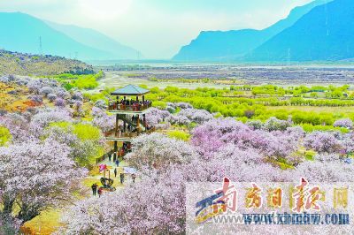 桃花映雪林芝迎客(圖1) 桃花映雪林芝迎客(圖1)