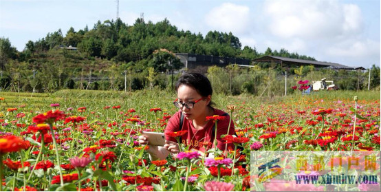 秋景醉人廣西河池百花盛開等你來打卡(圖1) 秋景醉人廣西河池百花盛開等你來打卡(圖1)
