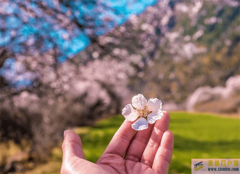 西藏林芝旅行的最佳時(shí)間是什么時(shí)候？詩(shī)嘉帶你玩轉(zhuǎn)林芝！(圖1)