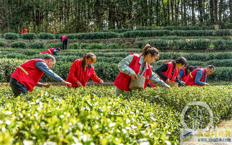重慶南川：茶園來了“幫幫客”(圖3)
