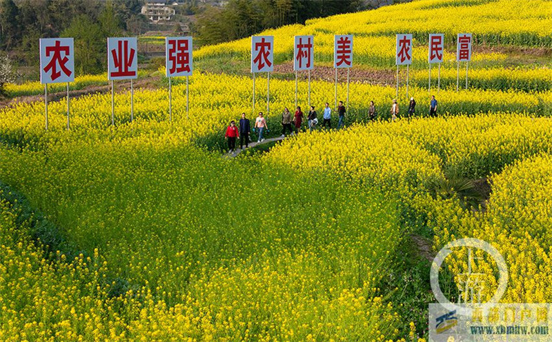 重慶南川：油菜花開醉春風(圖1)