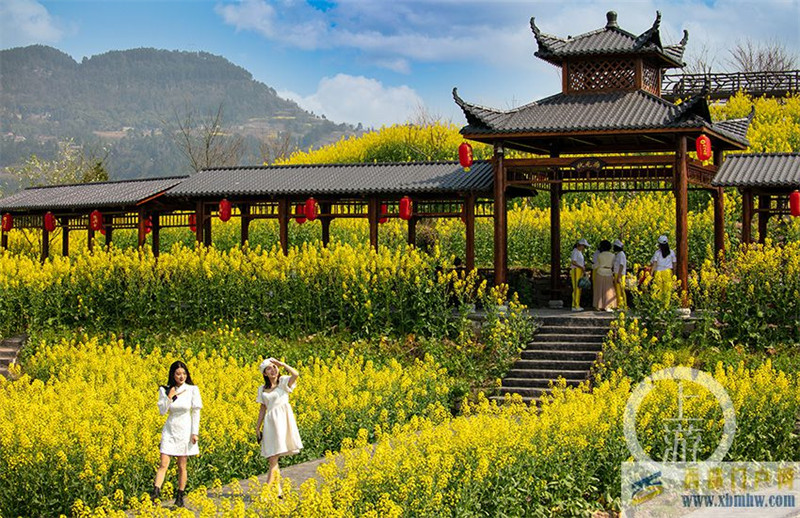 重慶南川：油菜花開醉春風(圖3)