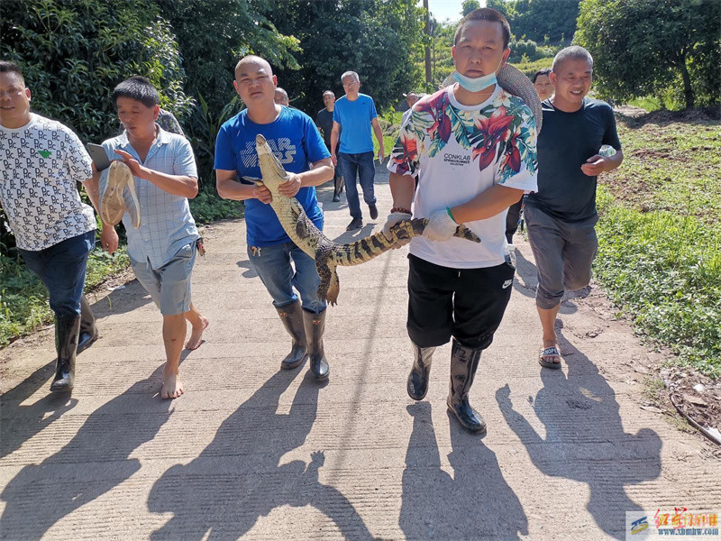 宜賓6條失蹤鱷魚全找回:最遠的僅出逃五六百米最后落網的一條嘴巴仍被捆(圖1) 宜賓6條失蹤鱷魚全找回:最遠的僅出逃五六百米最后落網的一條嘴巴仍被捆(圖1)