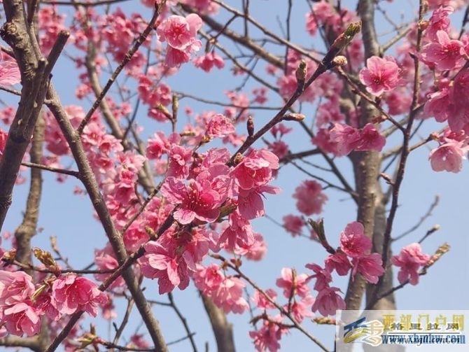 春分至迪慶高原花開春意濃(圖1) 春分至迪慶高原花開春意濃(圖1)