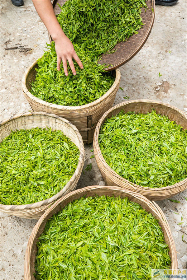 貴州畢節：烏蒙茶香(圖5)