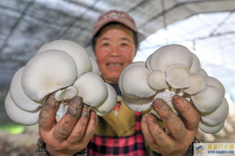 貴州畢節:“菌”工廠促增收(圖1) 貴州畢節:“菌”工廠促增收(圖1)