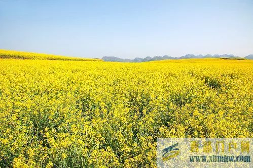 這些油菜花秘境不輸潼南(圖1) 這些油菜花秘境不輸潼南(圖1)