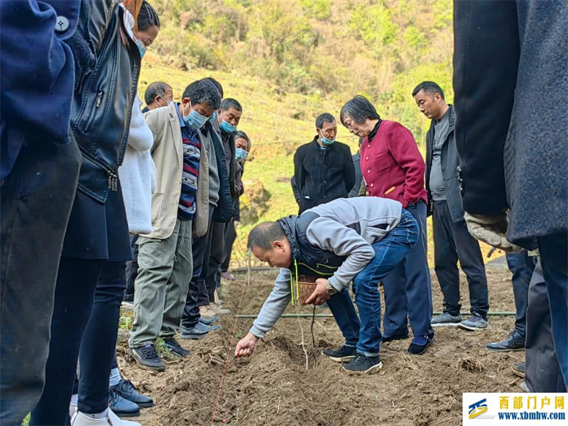 “玉米套大豆十種九不漏”——陜西安康農業生產采訪見聞(圖1) “玉米套大豆十種九不漏”——陜西安康農業生產采訪見聞(圖1)