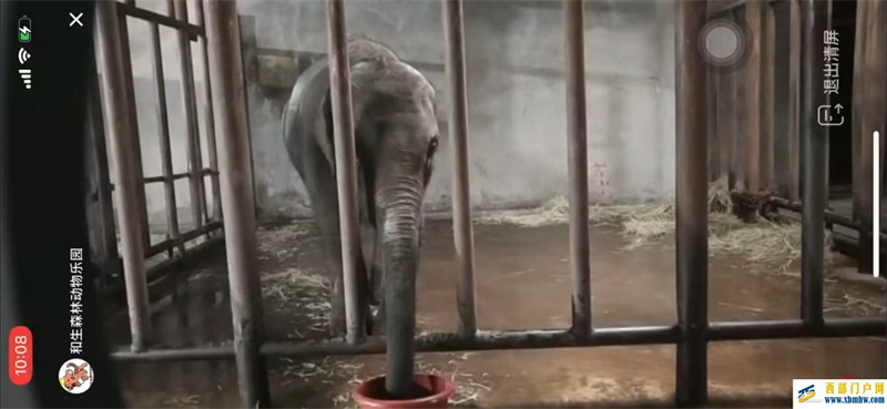 亞洲象“莫莉”已送往昆明動(dòng)物園,此前曾被曝參與動(dòng)物表演(圖1) 亞洲象“莫莉”已送往昆明動(dòng)物園,此前曾被曝參與動(dòng)物表演(圖1)