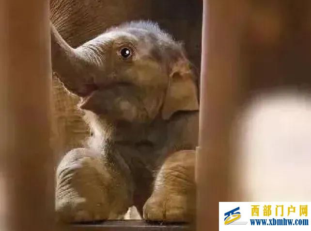 河南省林業局：亞洲象“莫莉”已送往昆明動物園(圖3)