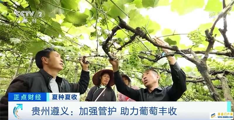 夏種夏收貴州遵義:加強(qiáng)管護(hù)助力葡萄豐收(圖1) 夏種夏收貴州遵義:加強(qiáng)管護(hù)助力葡萄豐收(圖1)