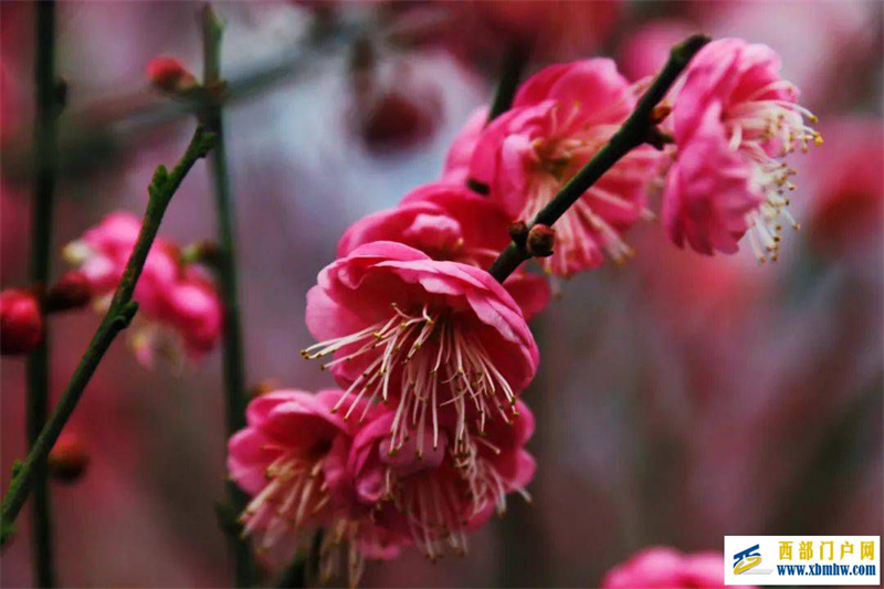 好景致！忠縣怒放的紅梅等你來(圖1)