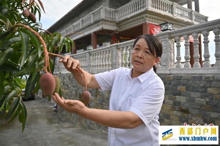廣西女村醫跨界種植芒果帶富一方冀百色芒果走出國門(圖1) 廣西女村醫跨界種植芒果帶富一方冀百色芒果走出國門(圖1)