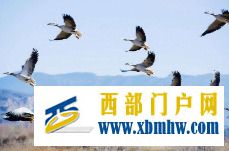 大批候鳥到巴彥淖爾烏拉特草原過冬(圖1) 大批候鳥到巴彥淖爾烏拉特草原過冬(圖1)