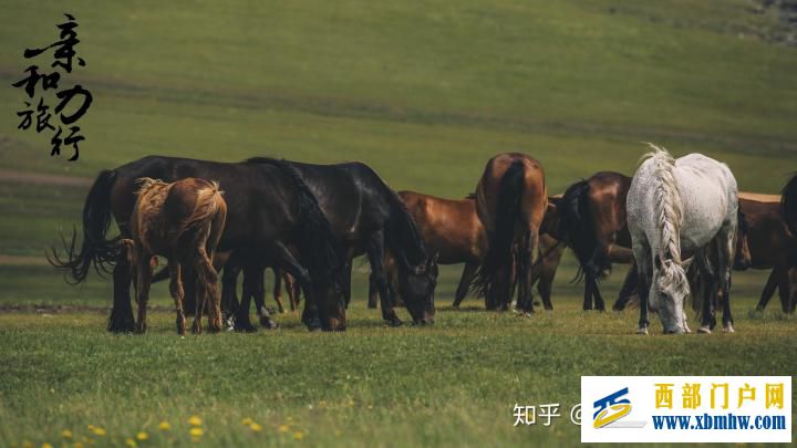 呼倫貝爾6日游詳細攻略-呼倫貝爾旅游十大旅游景點推薦(圖13) 呼倫貝爾6日游詳細攻略-呼倫貝爾旅游十大旅游景點推薦(圖13)