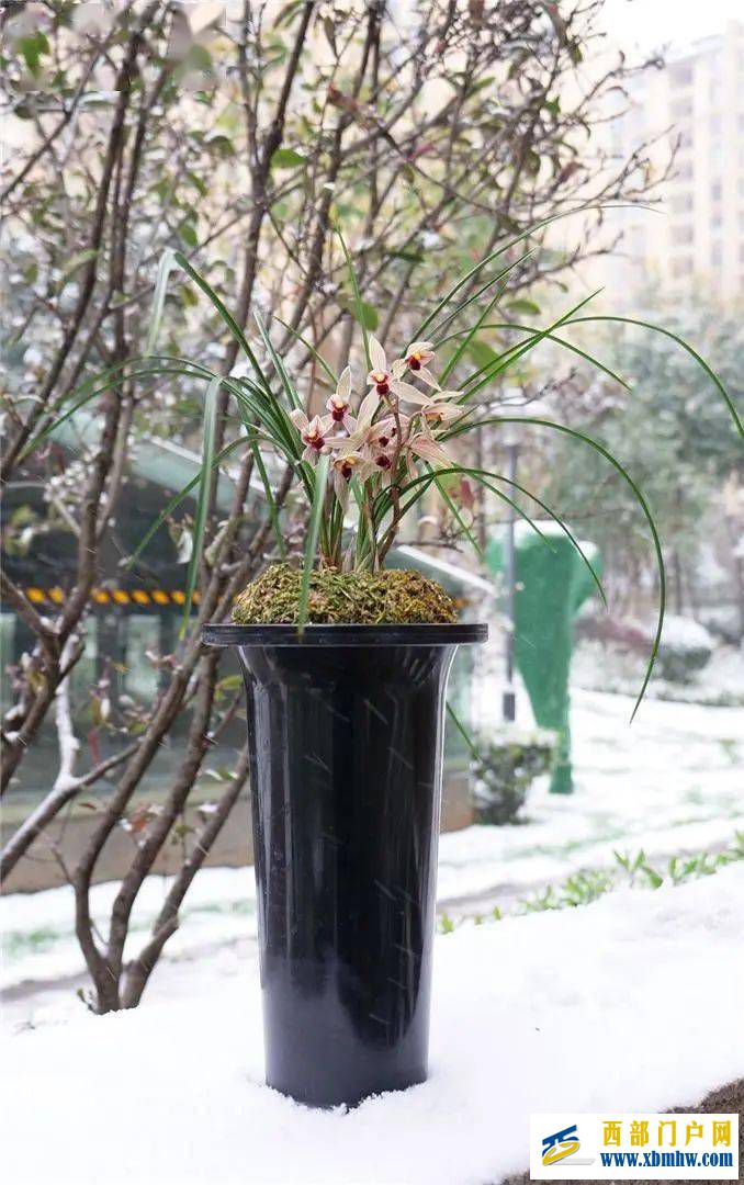 麗江紅(圖2)