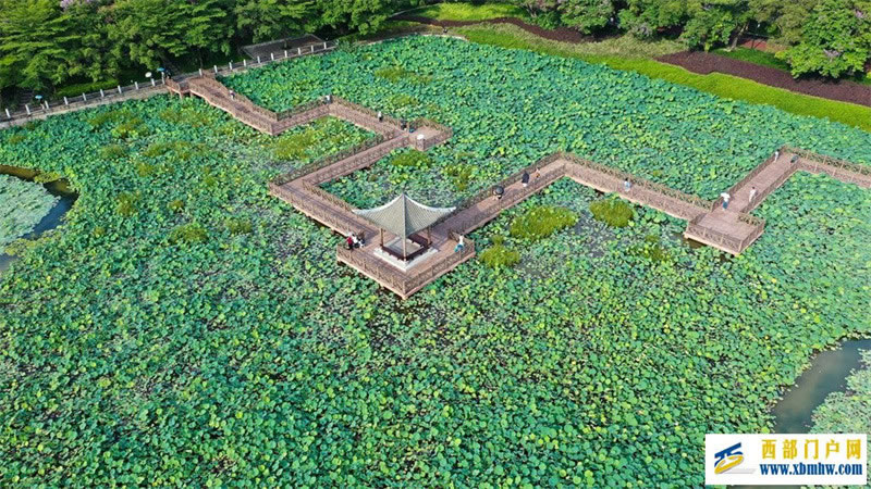 南寧南湖公園荷花含苞待放曲橋荷韻醉游人(圖1)
