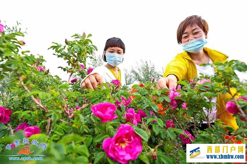 祁連山下千畝花飄香張掖山丹玫瑰附加產(chǎn)品熱銷(xiāo)北上廣(圖1) 祁連山下千畝花飄香張掖山丹玫瑰附加產(chǎn)品熱銷(xiāo)北上廣(圖1)