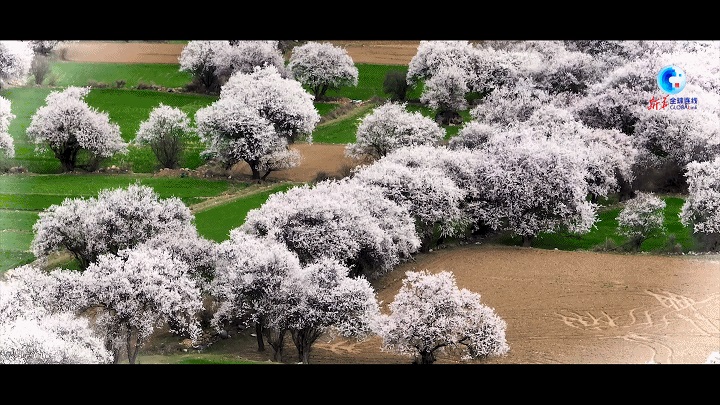 桃花映雪峰,這里是西藏波密!(圖1) 桃花映雪峰,這里是西藏波密!(圖1)