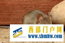 錫林郭勒二連浩特發布鼠疫疫情Ⅳ級預警(圖1) 錫林郭勒二連浩特發布鼠疫疫情Ⅳ級預警(圖1)