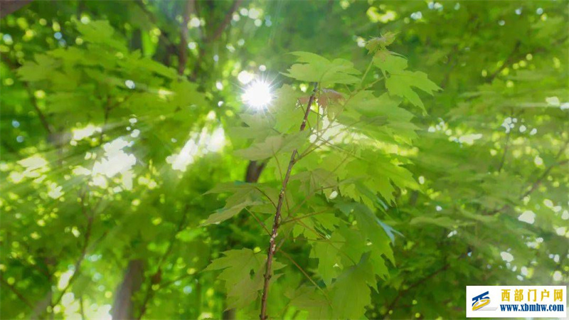 保山人游保山丨初夏到來，你準備好出逃了嗎？(圖2)