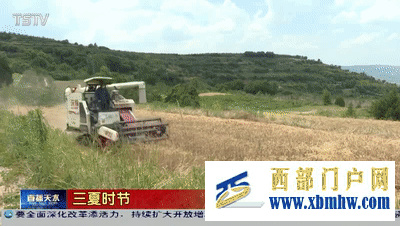 夏糧豐收在望天水多措并舉確保顆粒歸倉(圖1) 夏糧豐收在望天水多措并舉確保顆粒歸倉(圖1)