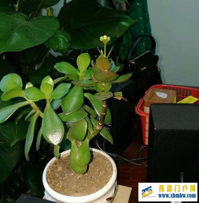 想要玉樹養得好，修剪必須做得好，玉樹枝條粗壯是老樁(圖2)
