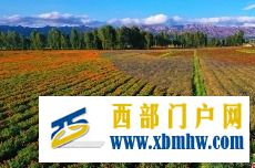 年產值破億元張掖山丹擦亮戈壁農業“金字招牌”(圖1) 年產值破億元張掖山丹擦亮戈壁農業“金字招牌”(圖1)