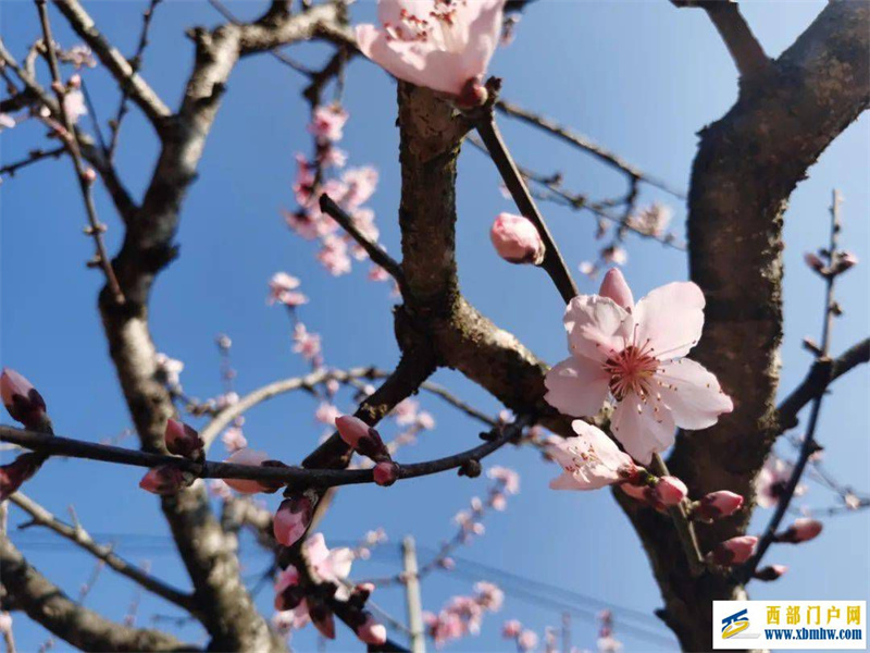 保山三月太保山的桃花依然開好了！(圖3)