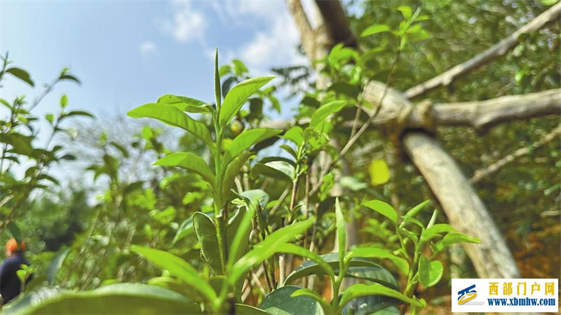 “三茶”統(tǒng)籌 云南向茶業(yè)強(qiáng)省邁進(jìn)(圖2) “三茶”統(tǒng)籌 云南向茶業(yè)強(qiáng)省邁進(jìn)(圖2)