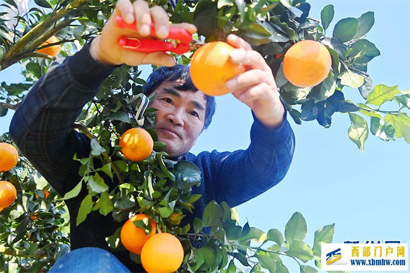 重慶酉陽(yáng)特色農(nóng)業(yè)拓寬村民“致富路”