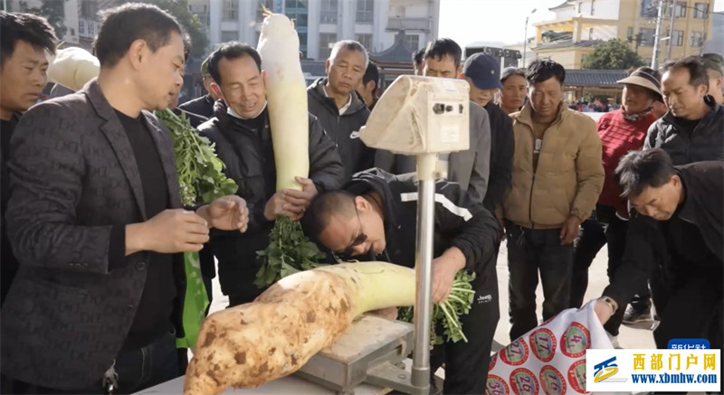 單個(gè)15.1公斤！云南石屏評(píng)出“蘿卜王”(圖1)