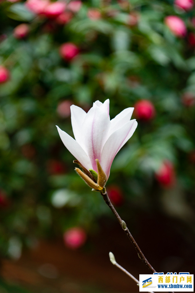 云南昆明：玉蘭花開(kāi)俏枝頭(圖5)